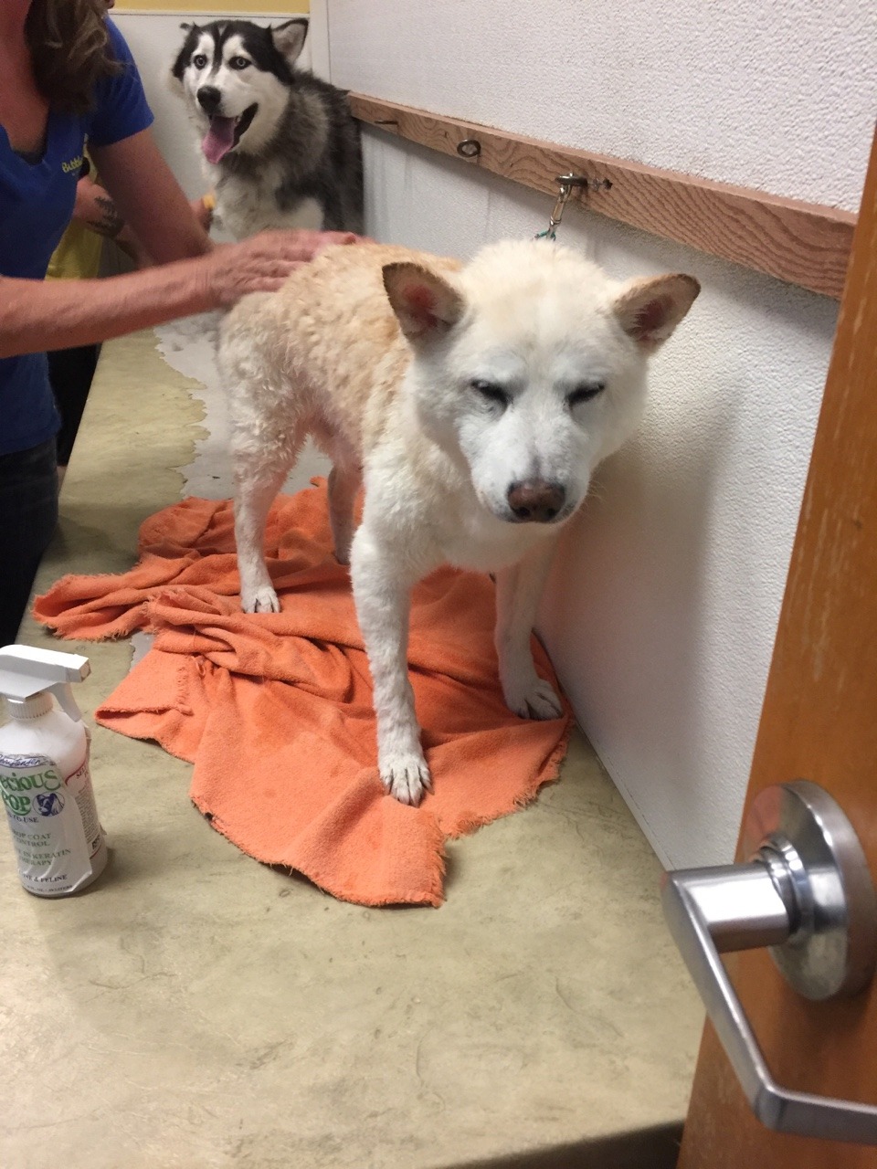 kokomoanddubya:  Spa day for Kokomo. He is not happy about it but he puts up with