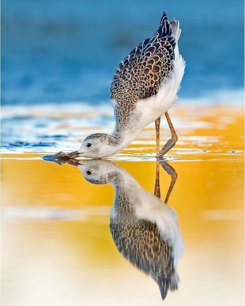 geographicwild:. Photo by @photography.hinsche In the Mirror! #stelzenläufer #himantopushimanto