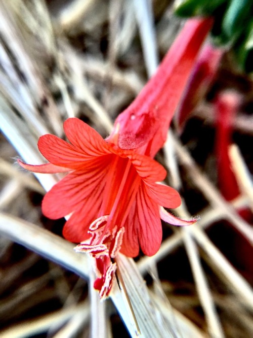 Epilobium cana, Gray California Fuchsia, growing on the slopes of La Honda.-Spores&amp;More 