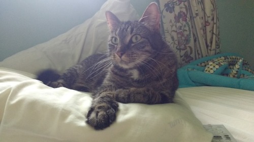 Angelic kitty