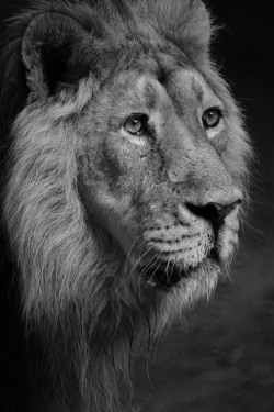 avenuesofinspiration:  King | Photographer