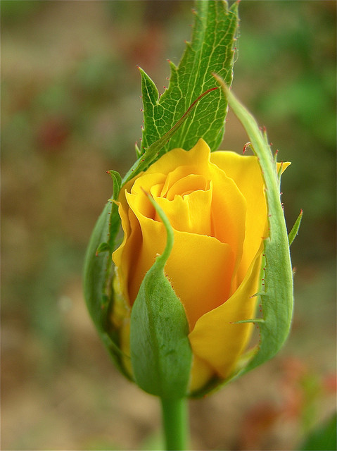 L'AME EN FLEUR**Victor HUGO**Pour mes ami(es)FOR YOU** by baratineuse1947LUCIE** on Flickr.