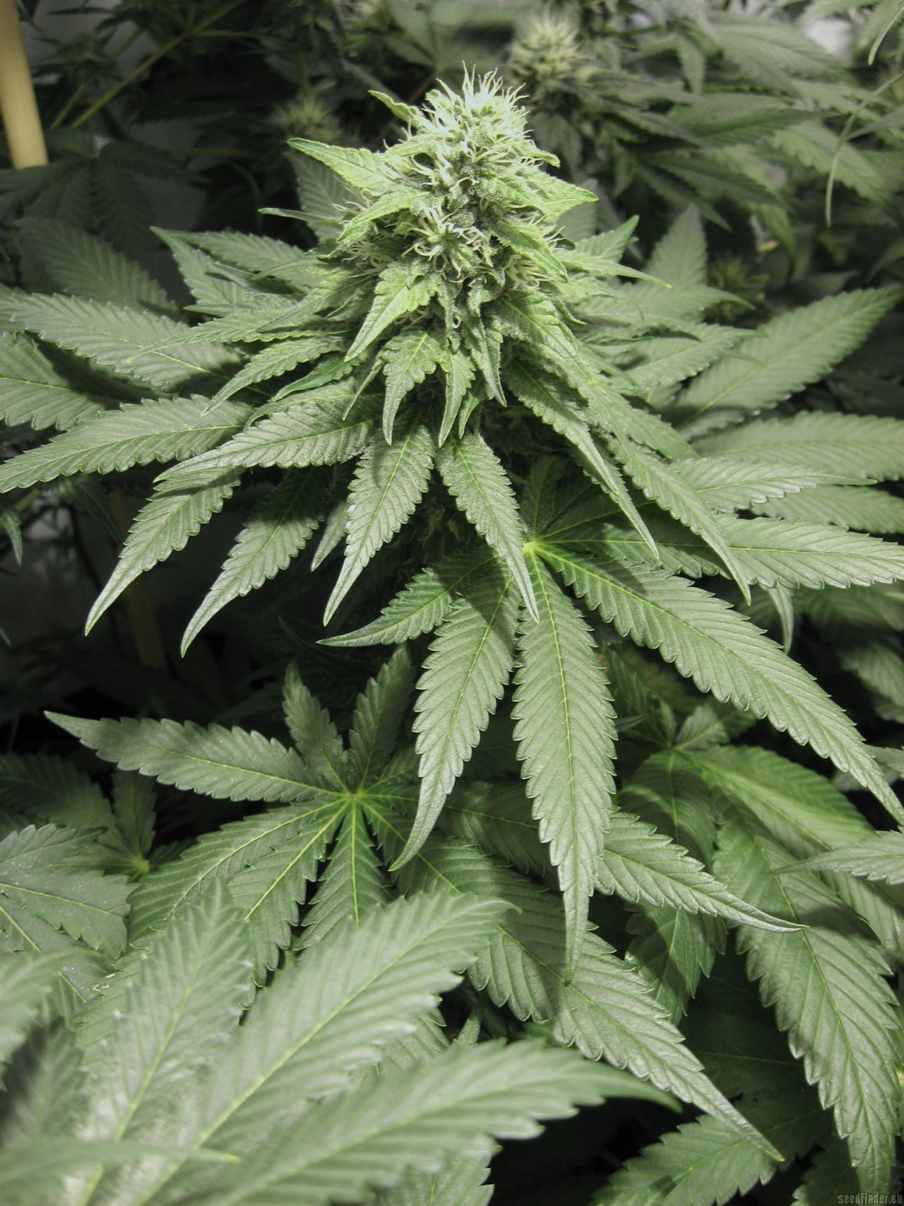 plantporno:  Maple leaf Indica Flowering Time: 45-56 daysParents:  Mazar-i-Sharif IBLType: