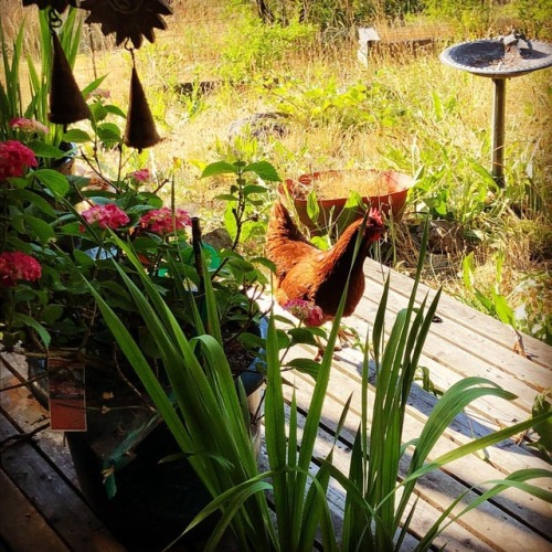 Porn Pics The Tan Oak Feathered Divas! 🐓🐔🐤🐣