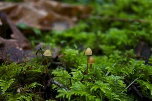 Mycena leptochephala - This species often begins pale brown, however it turns pale grey as the fruit