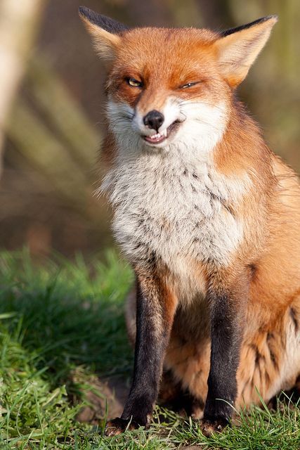 kit-foxx:Foxes and their many facial expressions