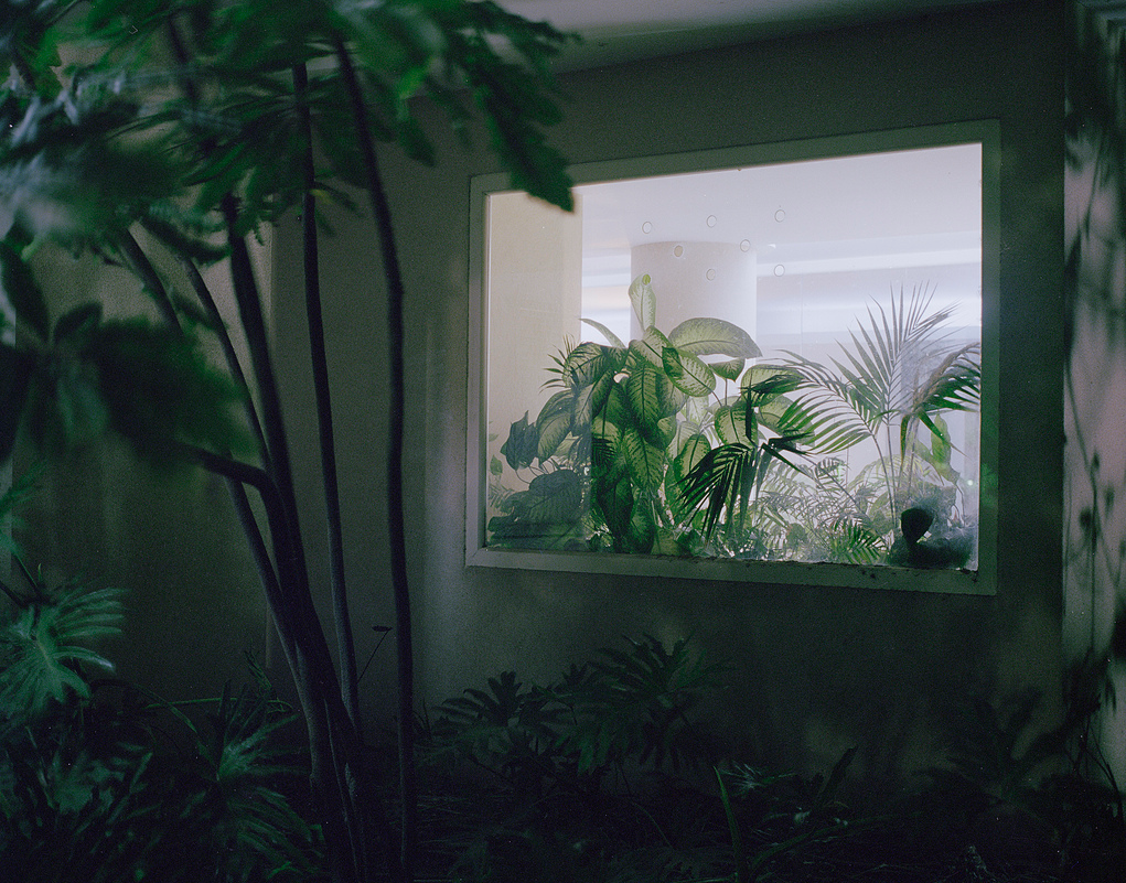 melisica:  (by sasha tamarin) 
