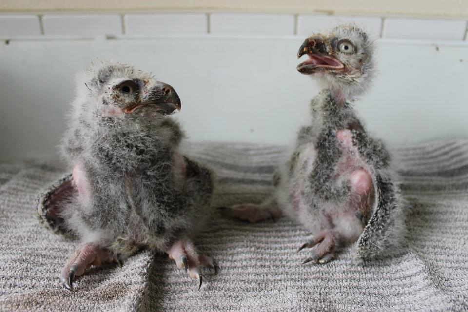 daily-owls:  Snowy owl chicks, captive-bred