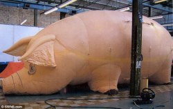 Dougiefromscotland: Pink Floyd  Are To Rehome A Giant Inflatable Pig Which Featured