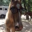 equoidea