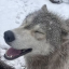 wolf-latte