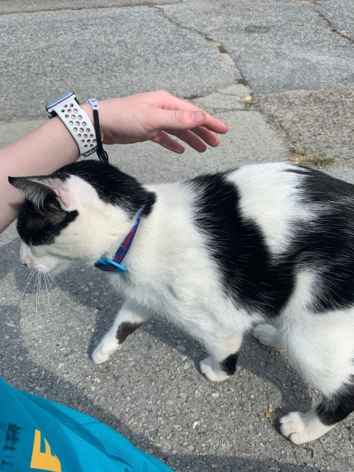 Theres Like 12 Cats In The Blocks Surrounding My Neighborhood And I Don't Know Where They're Coming From.