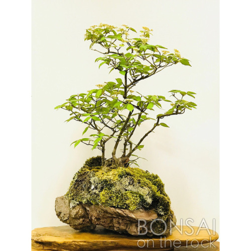 莢蒾（ガマズミ）の石付盆栽 GAMAZUMI, Japanese Bush Cranberry bonsai on a rock 2018.4.21 撮影 —- #bonsai #盆栽 #石付盆栽 #