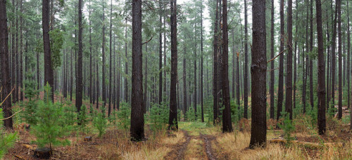 Forest track by StephEvaPhoto on Flickr.