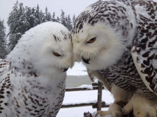 poplitealqueen:mirandatam:moonlit-mindfulness:Sharing some love the owl way@poplitealqueenI AM WEAK.
