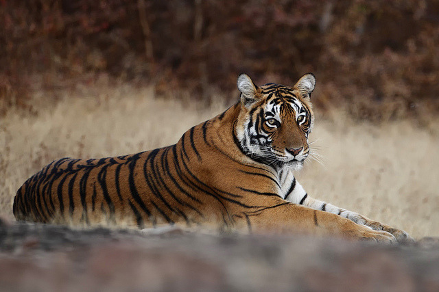 jaws-and-claws:  A young male Bengal Tiger, India. by Stephan Tuengler on Flickr.