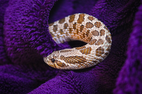 pretzel-the-hognose:Pretzel has discovered that one of his favourite hiding places when he’s out and