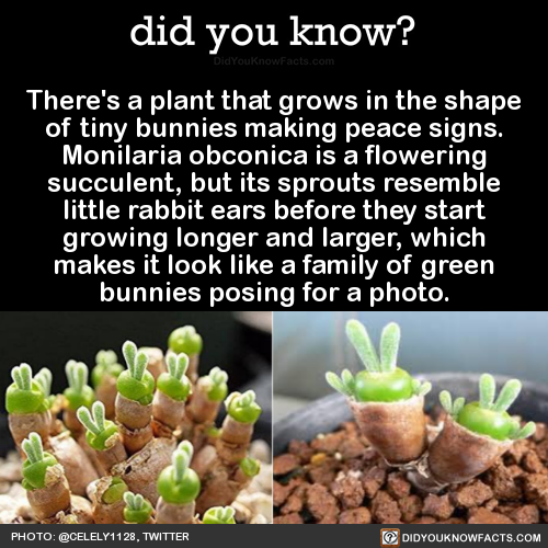 did-you-kno:  did-you-kno: There’s a plant that grows in the shape of tiny bunnies