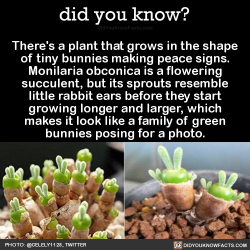 Did-You-Kno:  Did-You-Kno: There’s A Plant That Grows In The Shape Of Tiny Bunnies