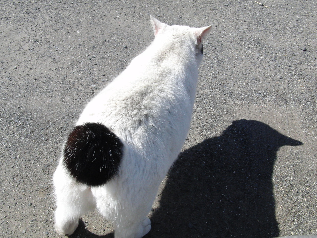  尻の青い若造だなんて言わせない。 