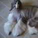 smokedsalmoniloveyou:name a cuntier dog than the afghan hound