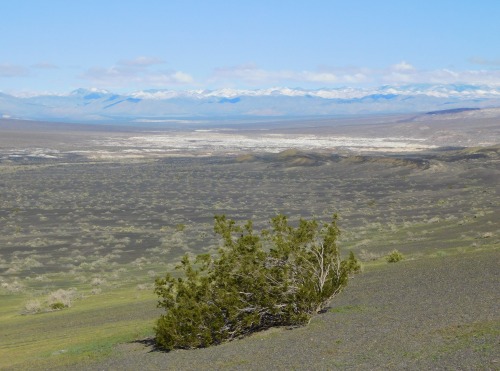 Mesquite, Salina Beyond, Northern End of Death Valley, California, 2020.