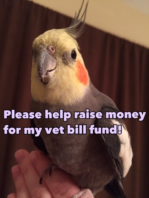 pepperandpals: So as you all know, when my birds fall ill, I take them to the vet. I have a savings 