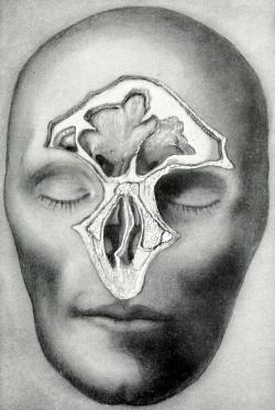 biomedicalephemera:  Structural anatomy of the human head Successive frontal slices of adult male, brain removed.  As can be seen in these images, the human skull is a rather complex maze of hollow cavities, thin walls, and hidden structures. There are