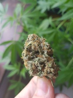 street–struck:  Random bud from the stash 🍁🔥💨@street–struck