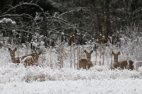 crisp-season: michaelnordeman: Roe deer/rådjur.  fall & winter essentials for you