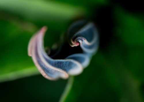 Cairns Botanical Gardens, Australia