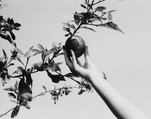 myonegin: Apple Hand (2004)by Mustafa Hulusi