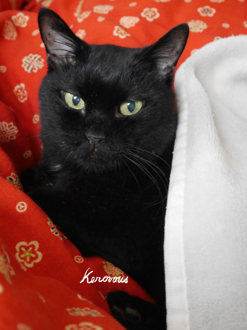 kerovous: Own picture :  #  482,  My cat  Fuku,  October  2020