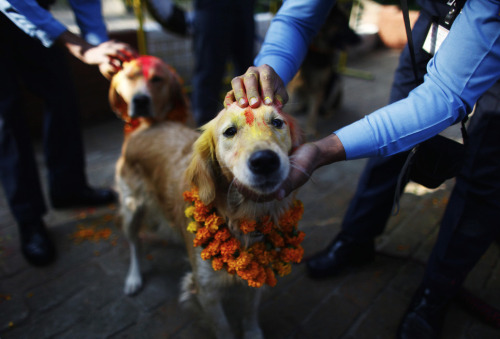 irontemple:o-kaytee:  nubbsgalore: for nepalese hindus, today is kukur puja, the second day of the five day tihar festival, nepal’s version of diwali. literally meaning “worship of dogs,” kukur puja is dedicated to honouring our special relationship