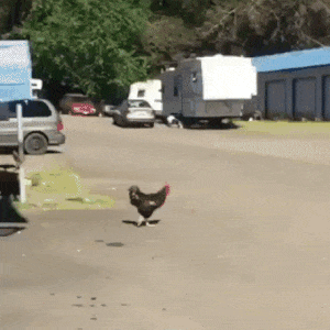 pandalavalamp:So that’s why the chicken crossed the road…