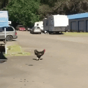 So That's Why The Chicken Crossed The Road!