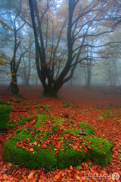 wowtastic-nature:  - Silent forest - by  Oscar Peña on 500px.com 