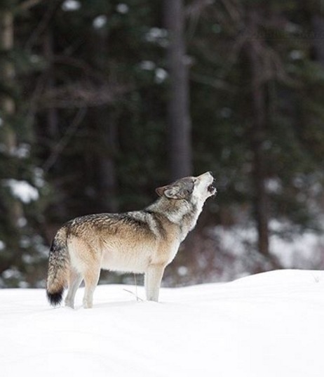 beautiful-wildlife:  Wolf by © johnemarriott  Wild Wolf on the Kootenay Plains