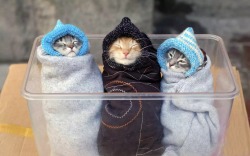 awwww-cute:  Cat burritos (Source: http://ift.tt/1FvgFl6)