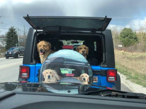 everythingfox:“Made me smile during a traffic