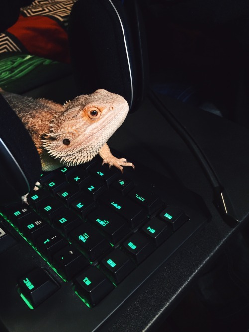 Thanks for sitting on the keyboard, Slizard, a true gamer gril