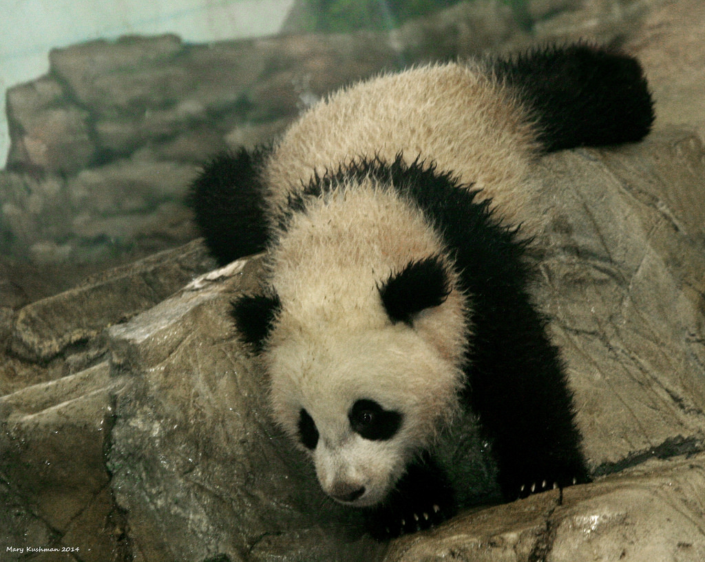 giantpandaphotos:  Bao Bao at the National Zoo in Washington D.C. on February 23,