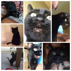 Unflattering Cat Selfies