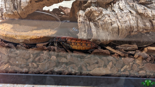 Madagascar Hissing Cockroach - Gromphadorhina portentosaWhat’s this? Educational insects? Yes, indee