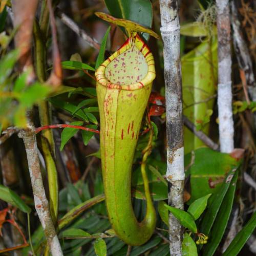 Nepenthes Chaniana growing at about 8000ft in a nice mat of sphagnum #nepenthes #chaniana #carnivoro
