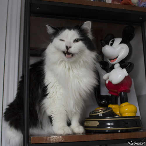 theoreocat:EEK! A mouse!