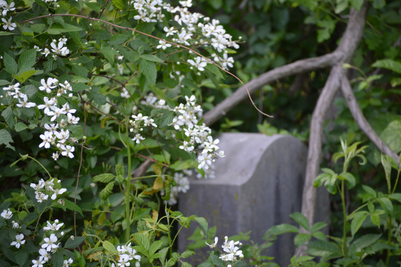 daydreaminggenius:  My dad’s house is situated by St. Pius Cemetery, an old Catholic