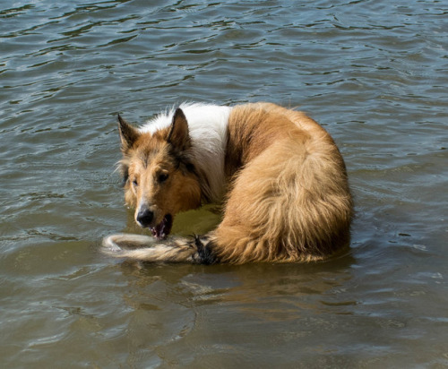 thefloofer-snooter: He doesn’t know what his tail is when it’s wet. I want to cry  