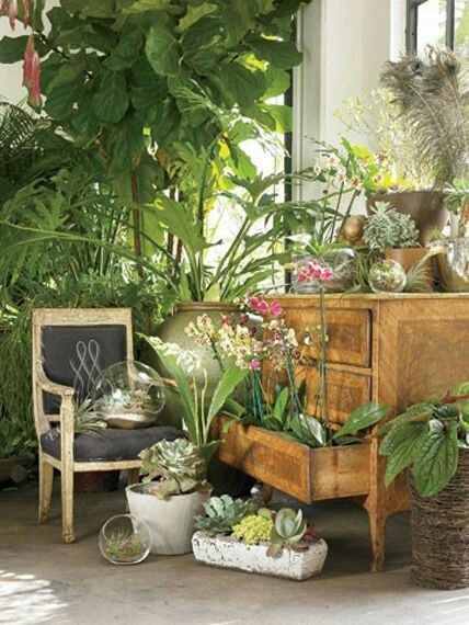 moebanane:My dream room would bee filled with green plants