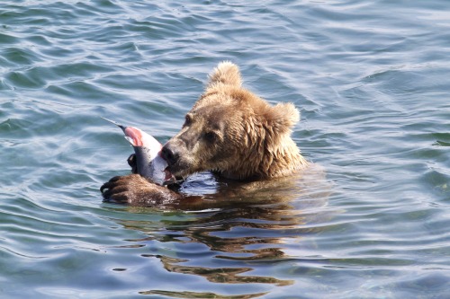 highways-are-liminal-spaces: The Brown Bears of Brooks Falls, Katmai National Park, Alaska (part II)